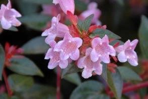 Abelia schumanii - Evergreen flowering shrub